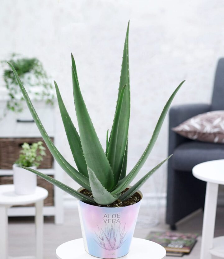BALDUR Garten XXL Aloe Vera, 55-65 cm hoch, Pflanze im 19 cm Topf