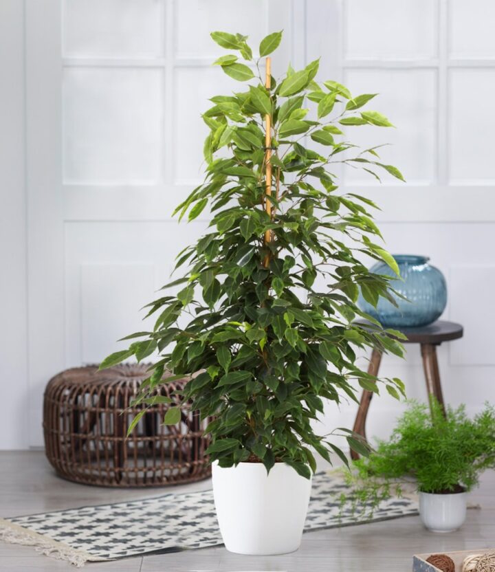 Ficus benjamina 'Danielle' ca. 80-90 cm hoch