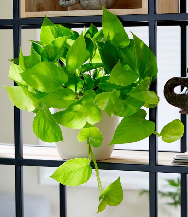 BALDUR Garten 1x Efeutute Golden Pothos, Pflanze im 12 cm-Topf