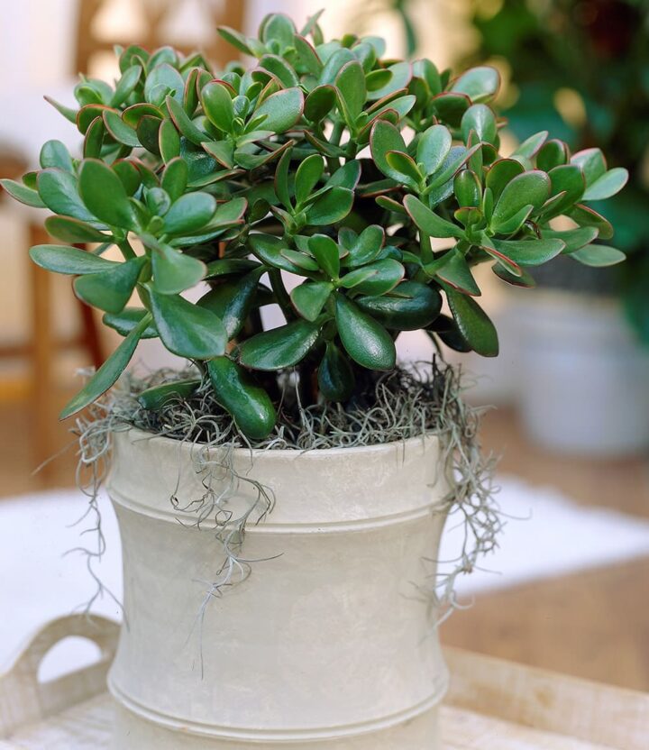 BALDUR Garten 1x Geldbaum Crassula, Pflanze im 12 cm-Topf