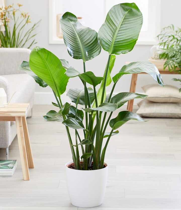BALDUR Garten 1x Baumstrelitzie Nicolai, Pflanze im 19 cm-Topf