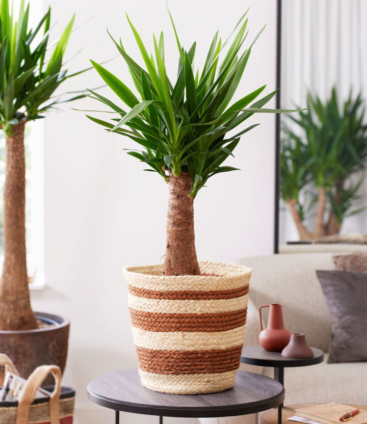 BALDUR Garten 1x Yucca Palme 'Maya' Pflanze im 14 cm-Topf, ca. 60 cm hoch