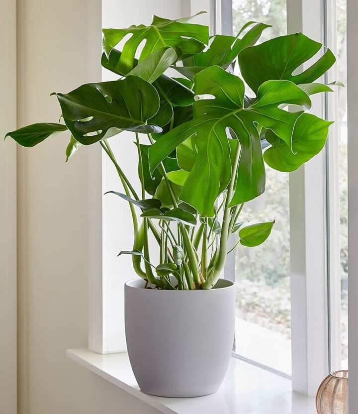 BALDUR Garten 1x Monstera - Fensterblatt, Pflanze im 12 cm-Topf