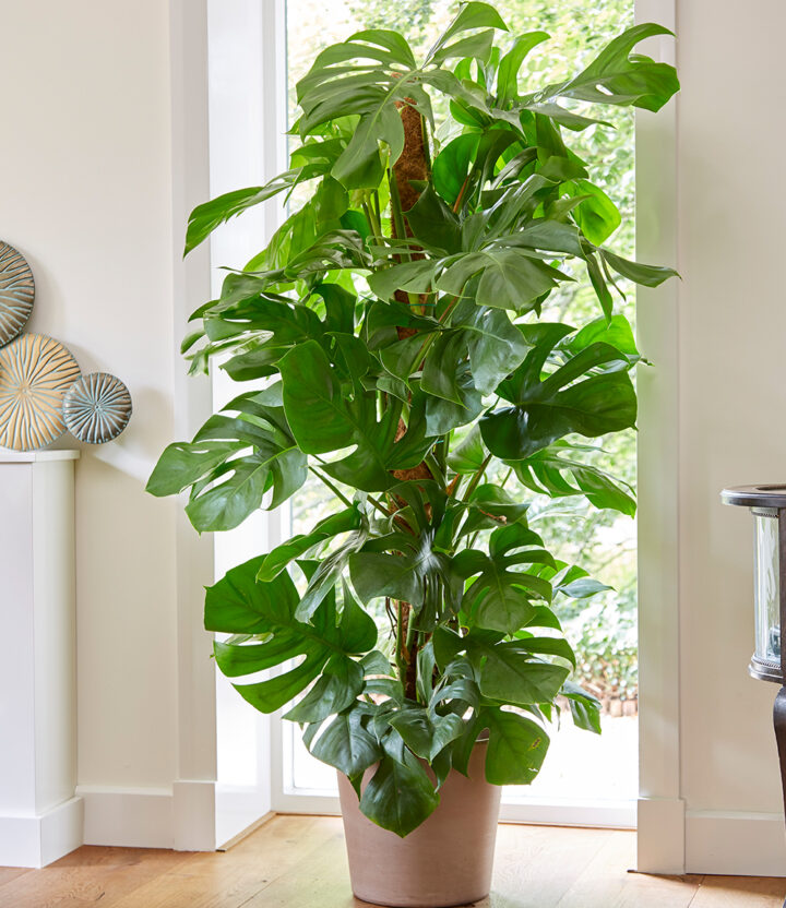 BALDUR Garten 1x Monstera Pertusum am Moosstab, Pflanze im 24 cm-Topf