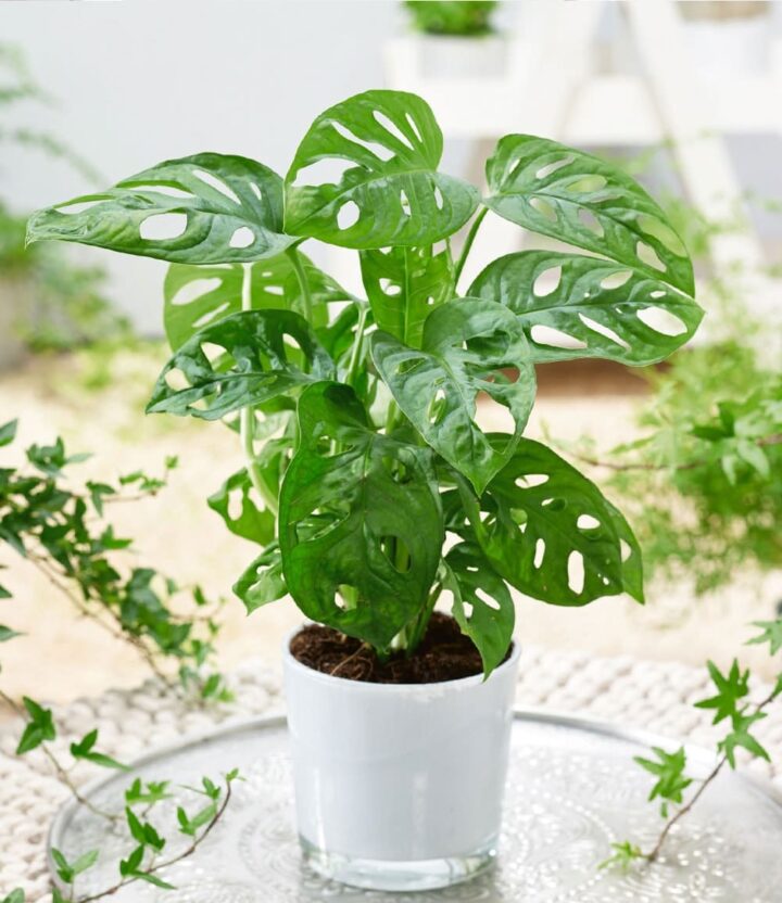 BALDUR Garten 1x Monstera Monkey Leaf, Pflanze im 12 cm-Topf