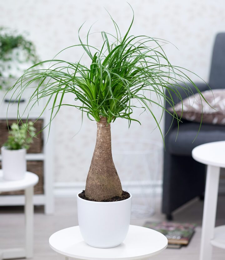BALDUR Garten 1x Elefantenfuß 50-60 cm hoch, Pflanze im 17 cm-Topf
