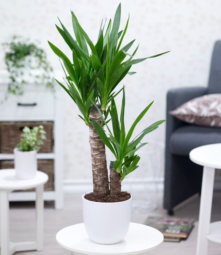 BALDUR Garten 1x Yucca Palme ca. 65-75 cm hoch, Pflanze im 17 cm-Topf