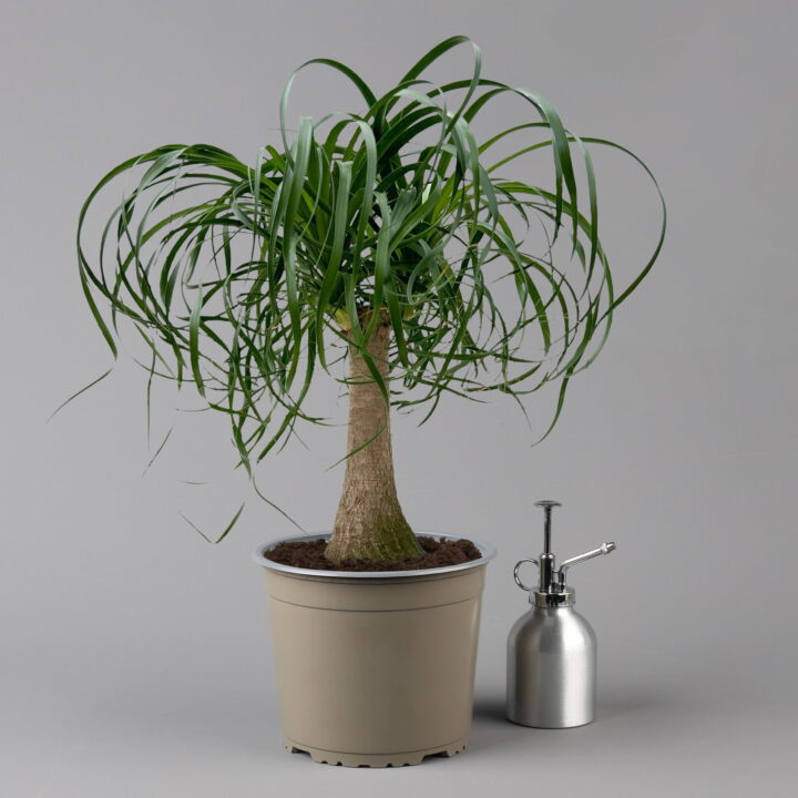 Elefantenfuß, Topf-Ø 19 cm, Höhe ca. 50 cm