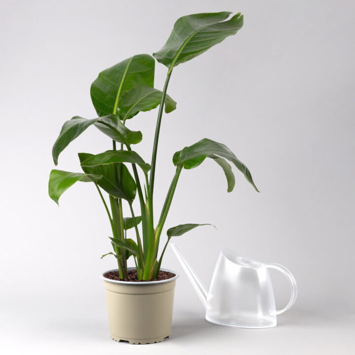 Strelitzie nicolai, Topf-Ø 17 cm, Höhe ca. 55 cm