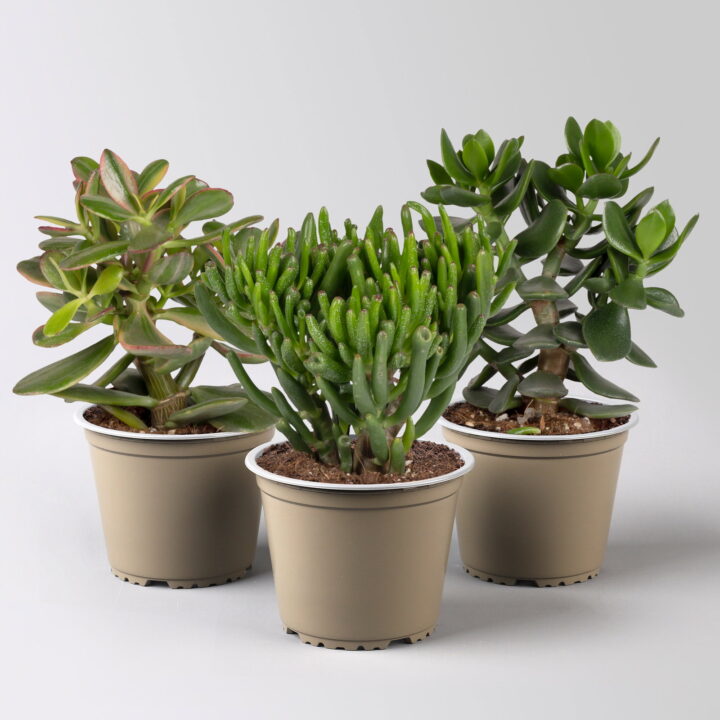 Geldbaum Mix, verschiedene Formen, Topf-Ø 12 cm, Höhe ca. 20 cm, 3 Pflanzen