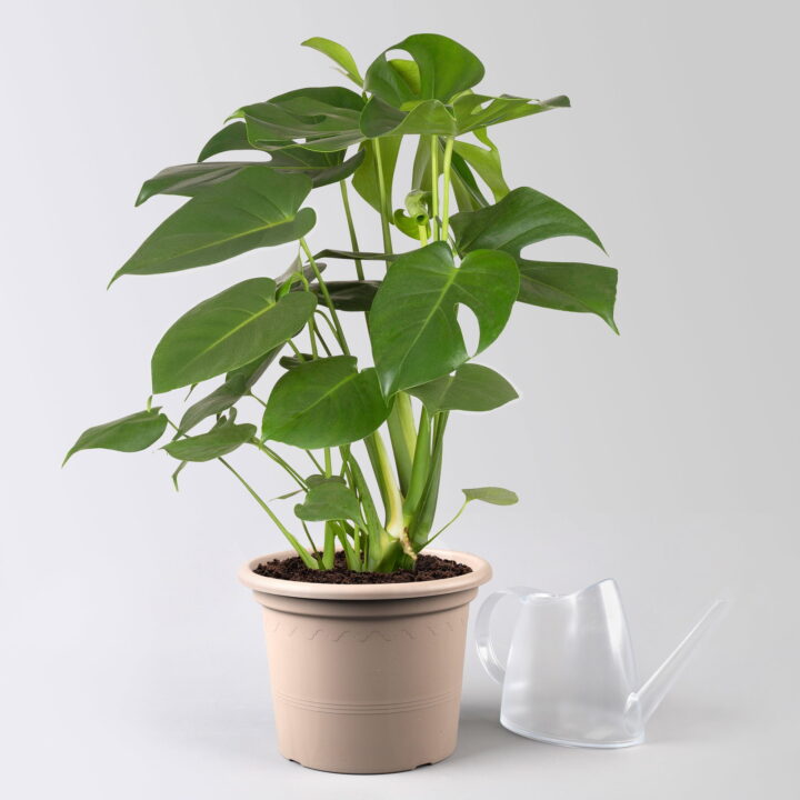 Monstera deliciosa, Topf-Ø 21 cm, Höhe ca. 50-70 cm