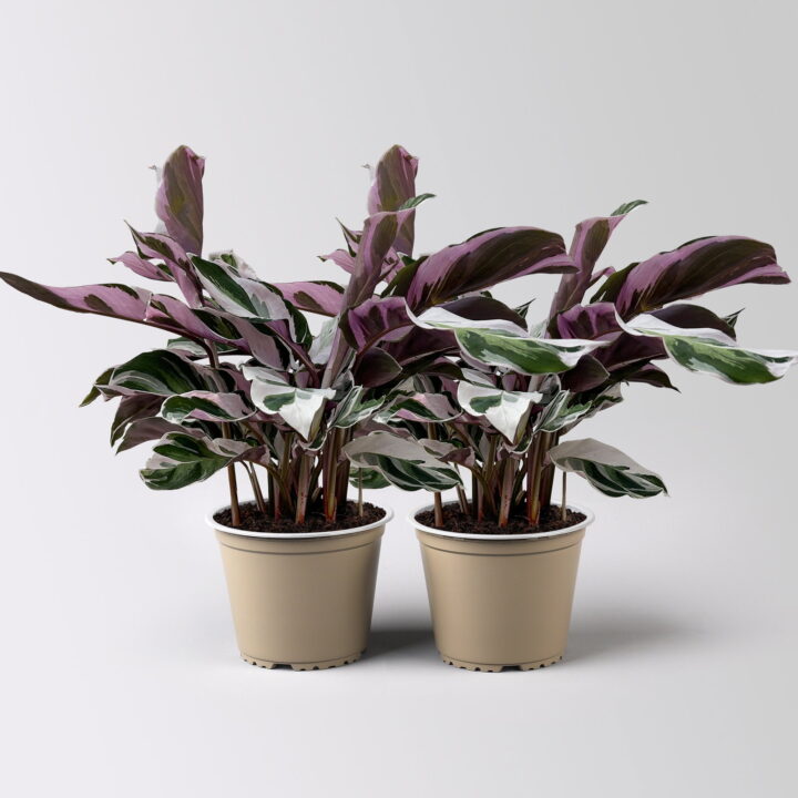 Calathea 'Fusion White', Topf-Ø 14 cm, Höhe ca. 30 cm, 2 Pflanzen