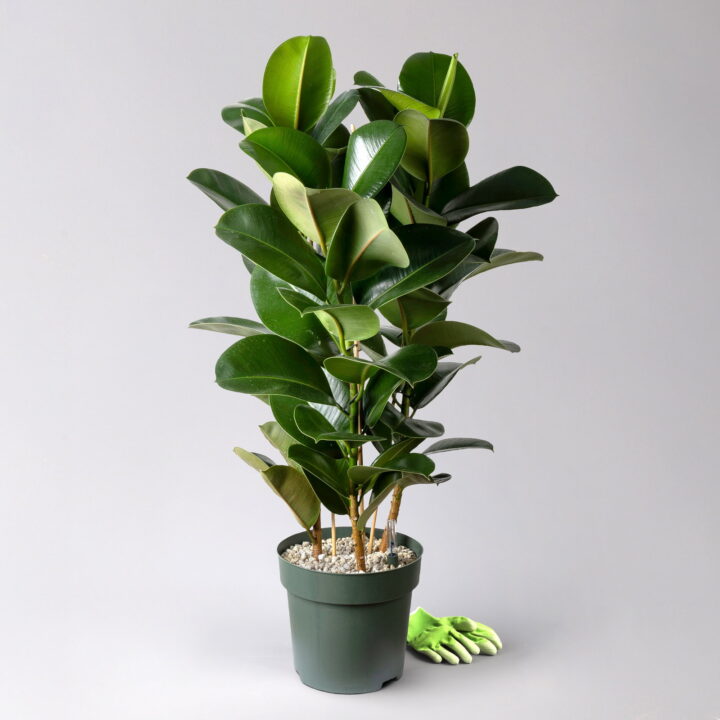 Gummibaum 'Makana', Topf-Ø 30 cm, Höhe ca. 110 cm, inkl. Bewässerungssystem