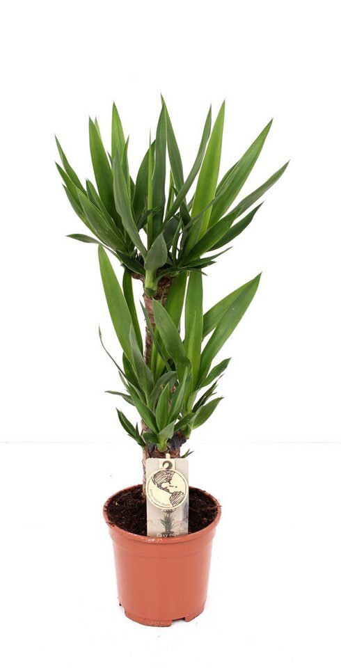 meinvipshop Zimmerpflanze Yucca Palme XXL 90cm