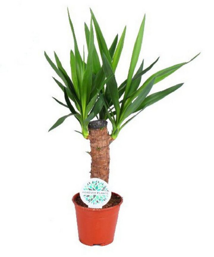 meinvipshop Zimmerpflanze Yucca Palme 50cm XXL Zimmerpfanze