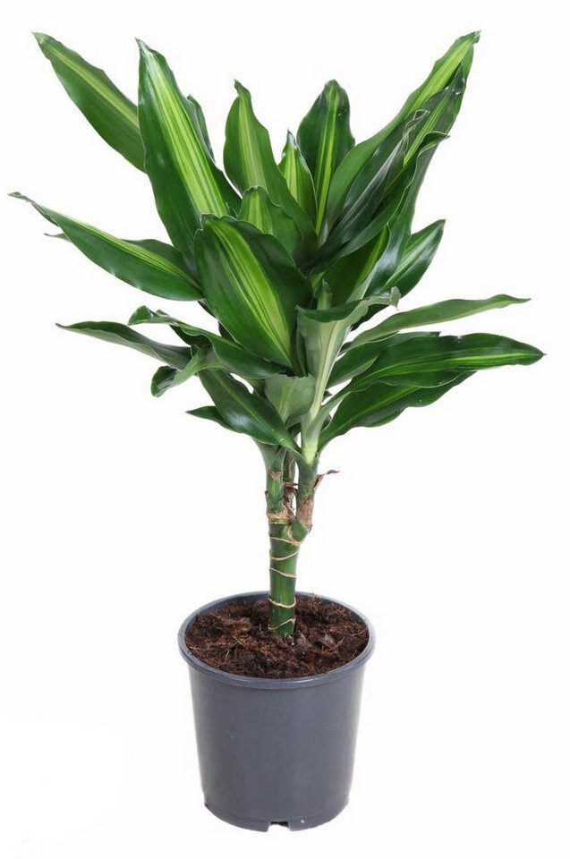 meinvipshop Zimmerpflanze Drachenbaum Dracaena fragrans Cintho 40cm Zimmerpflanze
