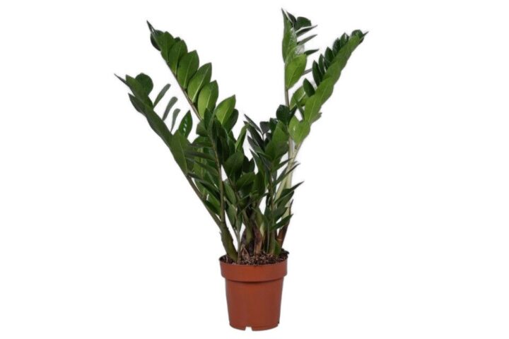meinvipshop Zimmerpflanze Glücksfeder Zamioculcas zamiifolia Zimmerpflanze 50cm