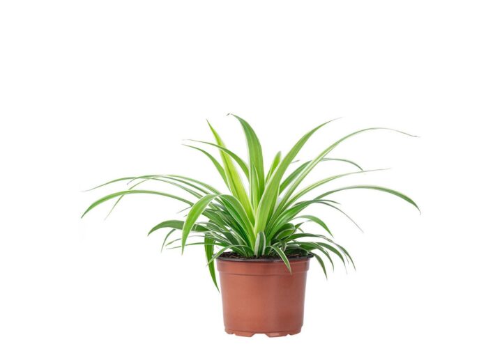 Grünlilie 'Ocean' - pflegeleichte Zimmerpflanze, Chlorophytum Comosum - Höhe ca. 20 cm, Topf-Ø 12 cm