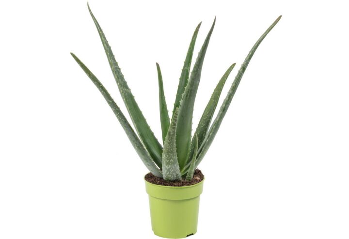 Echte Aloe - pflegeleichte Zimmerpflanze, Aloe vera - Höhe ca. 35 cm, Topf-Ø 12 cm