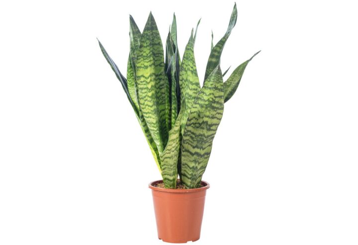 Bogenhanf - pflegeleichte Zimmerpflanze, Sansevieria zeylanica - Höhe ca. 65 cm, Topf-Ø 17 cm