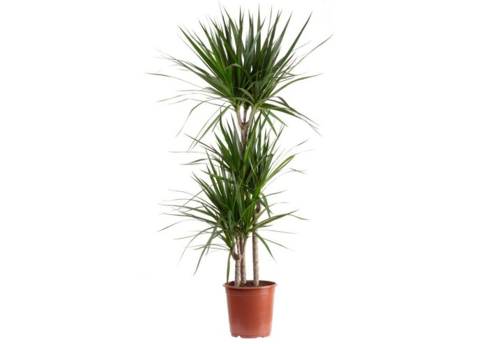 Gerandeter Drachenbaum 3-Stamm - pflegeleichte Zimmerpflanze, Dracaena marginata - Höhe ca. 120 cm, Topf-Ø 21 cm