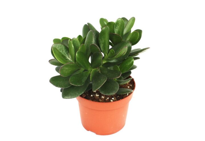 Crassula portulacea Geldbaum große Pflanze 12cm Topf