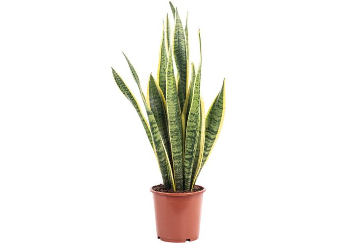 Bogenhanf - pflegeleichte Zimmerpflanze, Sansevieria trifasciata Laurentii - Höhe ca. 45 cm, Topf-Ø 14 cm