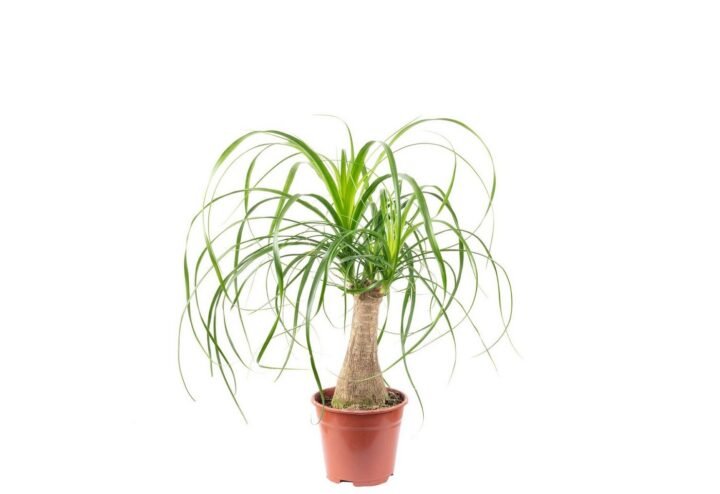 Elefantenfuß 1-Stamm - pflegeleichte Zimmerpflanze - Höhe ca. 40 cm, Topf-Ø 14 cm