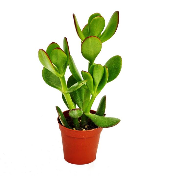 Crassula portulacea Geldbaum 8,5cm Topf