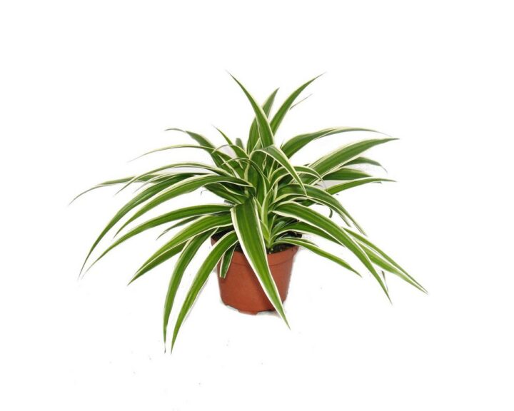 Exotenherz - Chlorophytum - Grünlilie - Brautschleppe - 9cm Topf - Zimmerpflanze