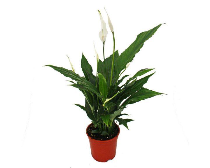 Exotenherz - Spathiphyllum, Einblatt, "Sweet Chico", 13cm Topf