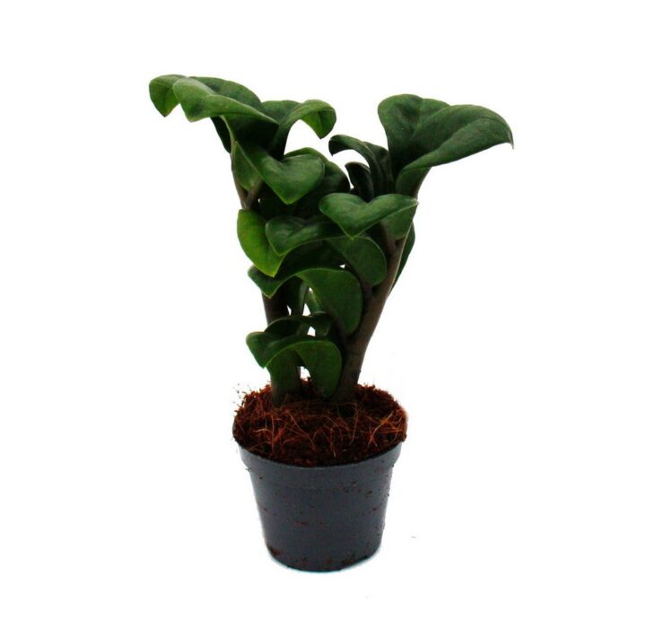 Mini-Pflanze Zamio Zamioculcas zamiifolia Glücksfeder Baby-Plant 5,5cm Topf