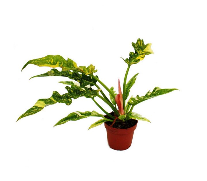 Exotenherz Zimmerpflanze Philodendron "Ring of Fire" - ungewöhnlicher Baumfreund - 12cm Topf