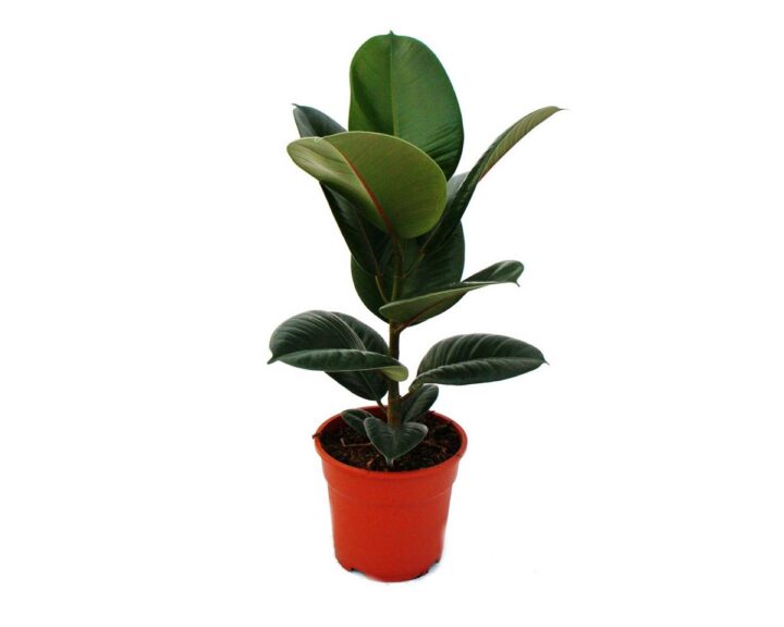 Gummibaum Ficus elastica "Robusta" 17cm Topf