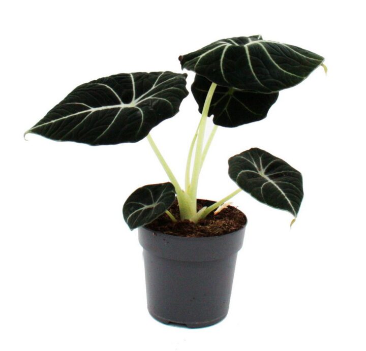Exotenherz - Alocasia reginula Black Velvet - Tropenwurz - Alokasie - Pfeilblatt - 11cm Topf