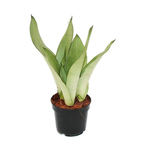 Sansevieria trifasciata "Moonshine" 12cm Topf Sukkulente