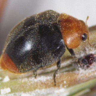 25 Stück Australische Marienkäfer - Nützling gegen Woll und Schmierläuse