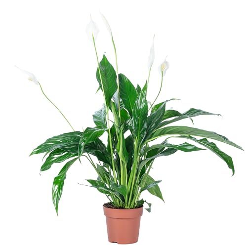 Einblatt 3-5 Blüten/Knospen - pflegeleichte Zimmerpflanze, Spathiphyllum - Höhe ca. 50 cm, Topf-Ø 13 cm