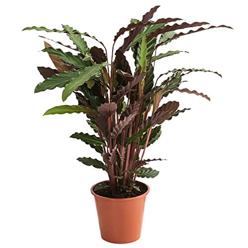 Dehner Korbmarante Wavestar, gewellte Blätter, 80-90 cm, Ø Topf 19 cm