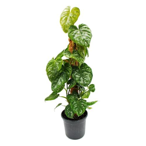 Rankpflanze Philodendron brandtianum Silberner Baumfreund 16cm Topf