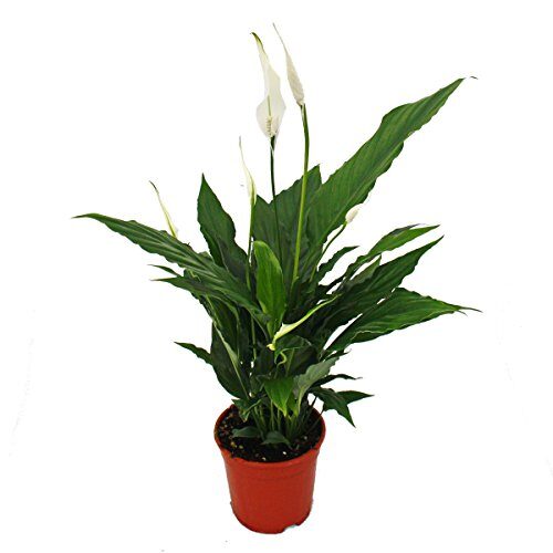 Exotenherz - Spathiphyllum, Einblatt, "Sweet Chico", 13cm Topf