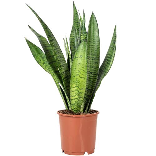 Bogenhanf - pflegeleichte Zimmerpflanze, Sansevieria zeylanica - Höhe ca. 45 cm, Topf-Ø 14 cm