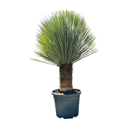 Sunny Tree - Yucca Rostrata - Palme - Stammhöhe 40/50 cm - 160 cm - Winterhart- Palmlilie
