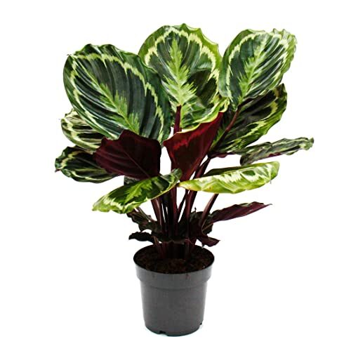 Schattenpflanze mit ausgefallenem Blattmuster Calathea Medaillon 14cm Topf