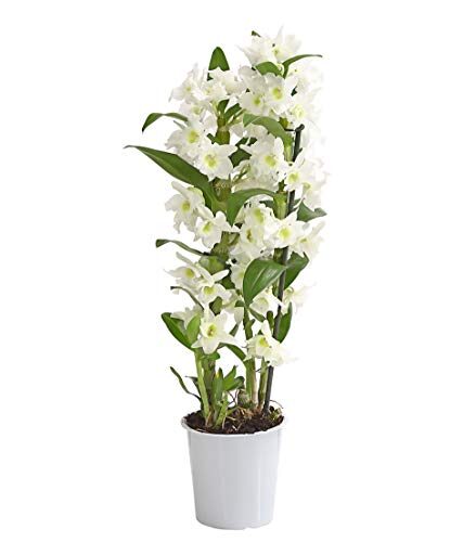 Dehner Traubenorchidee, weiße Blüten, ca. 40-50 cm, Ø Topf 12 cm