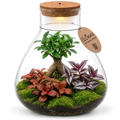 vdvelde.com - Bonsai Terrarium - Pflegefreies Pflanzen Terrarium - Ø 30 cm ↥ 32 cm - Batteriebetriebene Beleuchtung