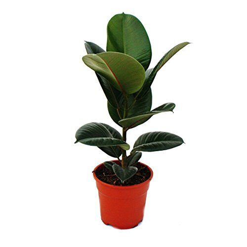 Gummibaum Ficus elastica "Robusta" 17cm Topf