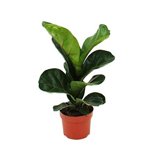 Ficus lyrata Geigenfeige 12cm Topf