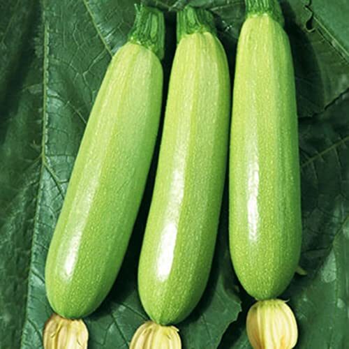 Saterkali Zucchini-Samen, 30 Stück/Beutel Zucchini-Samen