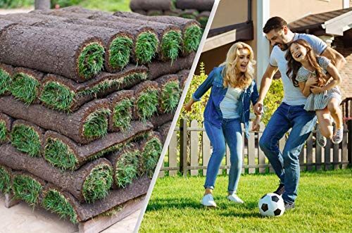 Rollrasen – 160m² echter Fertigrasen - Sorte: Premium Sport- und Spielrasen - Vorgedüngt - Frisch geschält - Gekühlt Geliefert (10 bis 500 qm verfügbar)